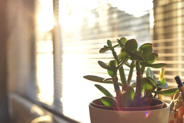 small plant in window of home or apartment small plant in window of home or apartment